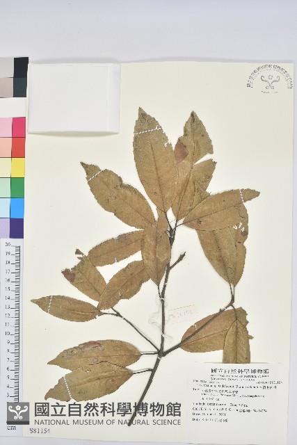 黃毛青岡藏品圖，第1張