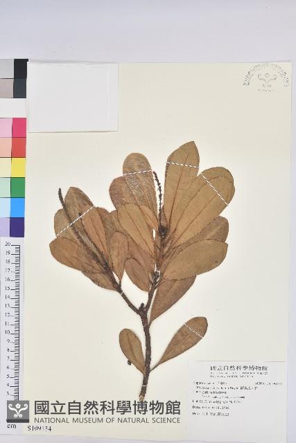 蘭嶼土沉香藏品圖，第1張