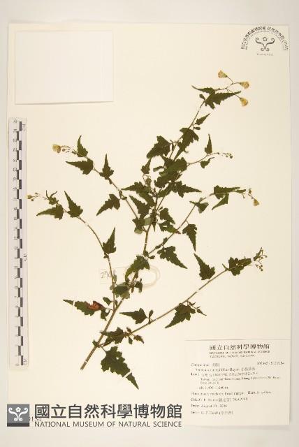 小蔓黃苑藏品圖，第1張