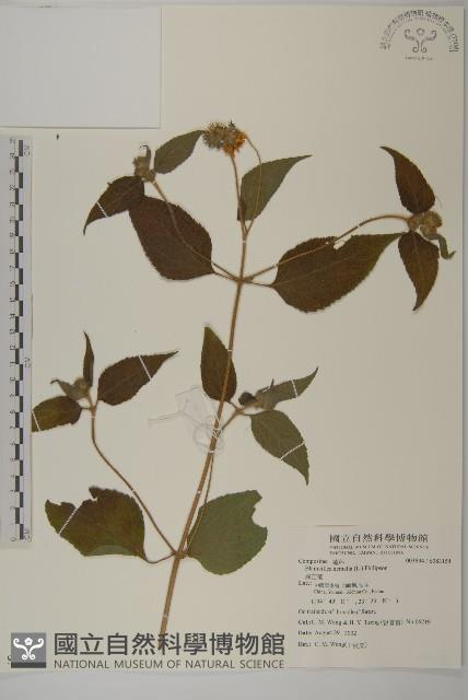 異芒菊藏品圖，第1張