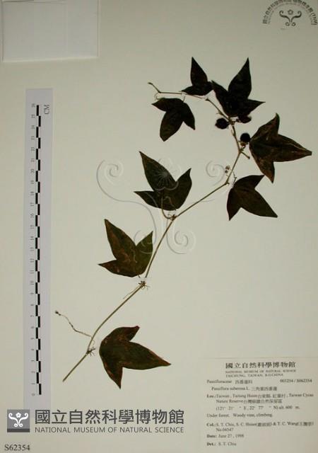 三角葉西番蓮藏品圖，第1張