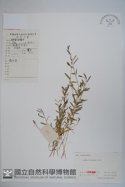 半邊蓮、鐮磨仔草藏品圖，第1張