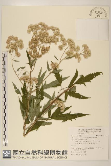 臺灣澤蘭藏品圖，第1張