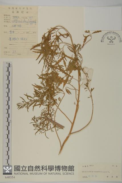 臭杏、土荊芥藏品圖，第1張