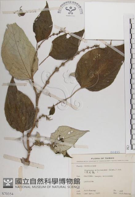 落尾麻藏品圖，第1張