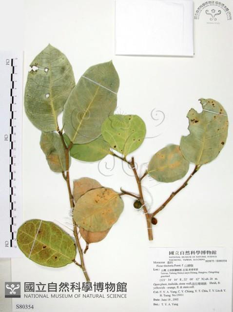 山豬枷藏品圖，第1張