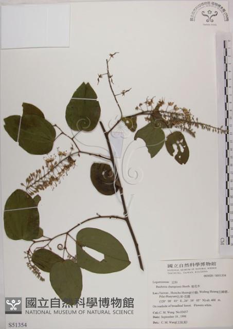 菊花木藏品圖，第1張