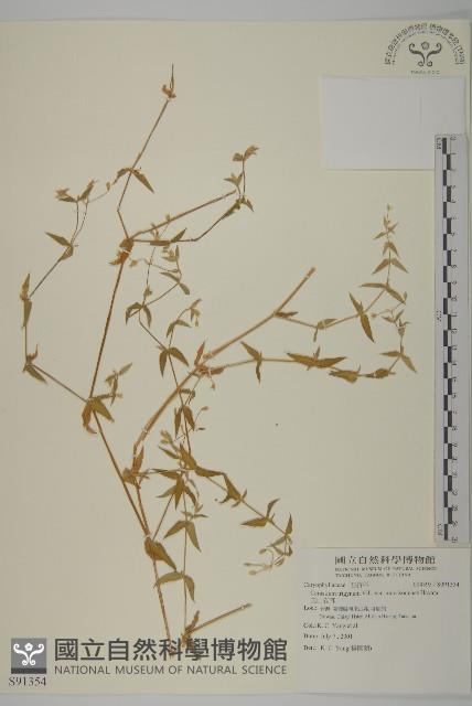 玉山卷耳藏品圖，第1張