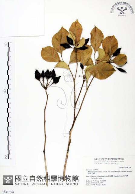 長果月橘藏品圖，第1張