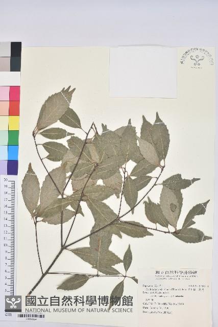 青剛櫟、鐵椆藏品圖，第1張