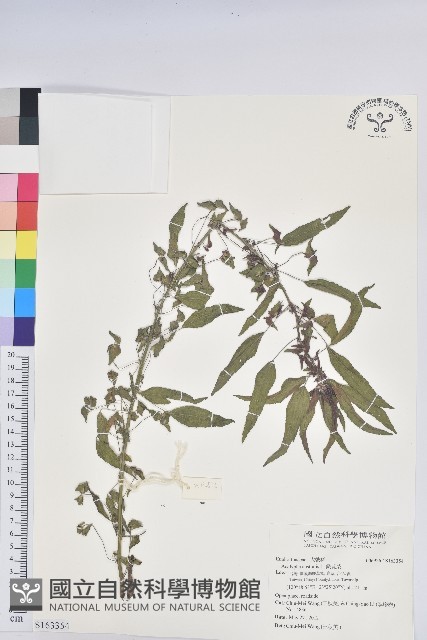 鐵莧菜藏品圖，第1張