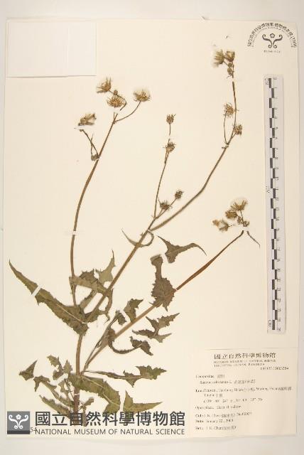 苦滇菜、苦菜藏品圖，第1張