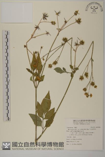 大花咸豐草藏品圖，第1張