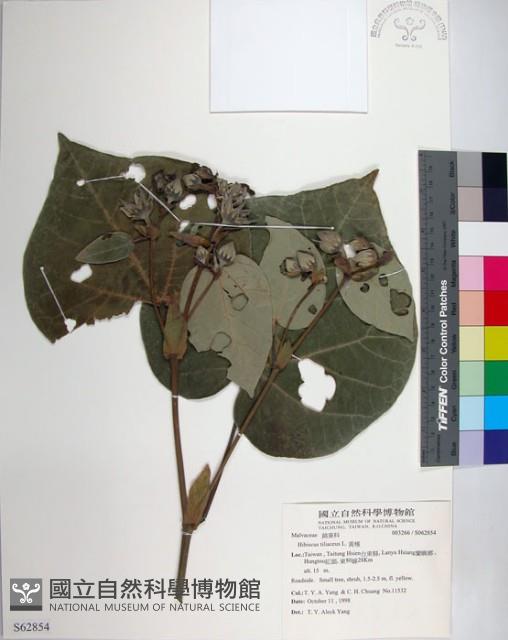 黃槿藏品圖，第1張