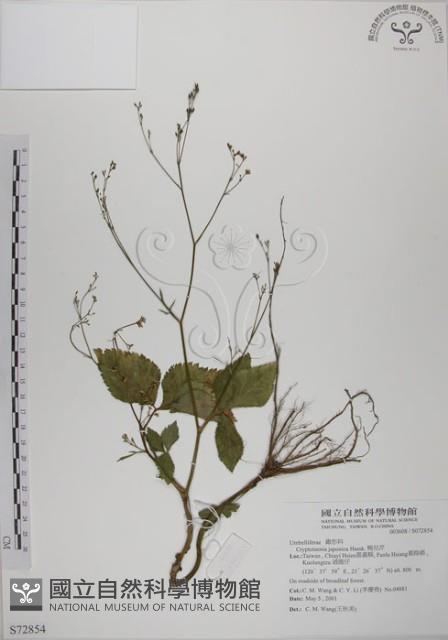 鴨兒芹藏品圖，第1張