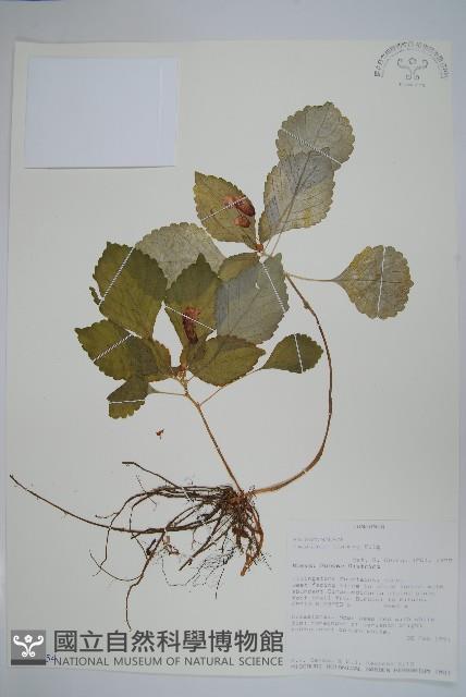 登錄號:S100854藏品圖，第1張