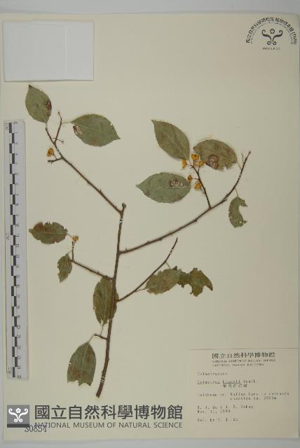 南華南蛇藤，青江藤藏品圖，第1張