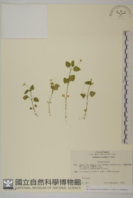 登錄號:S130854藏品圖，第1張