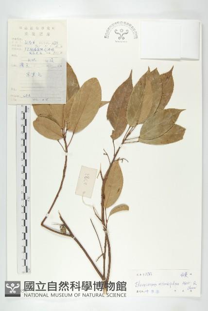 亮葉杜英藏品圖，第1張