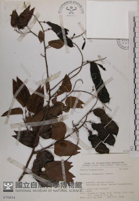 菊花木藏品圖，第1張