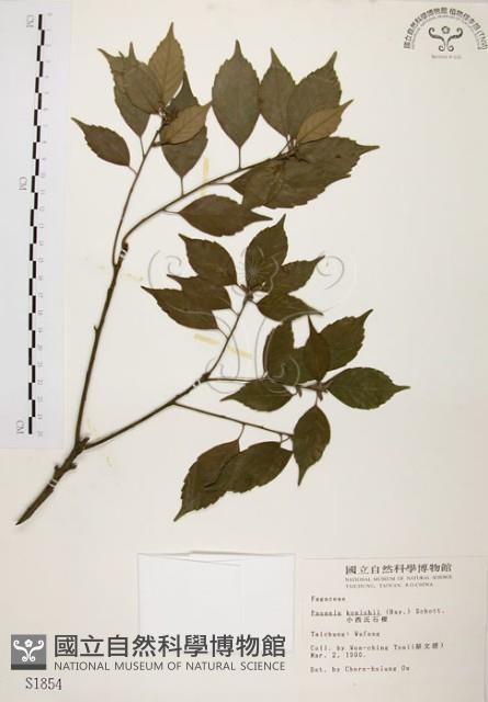 油葉石櫟藏品圖，第1張