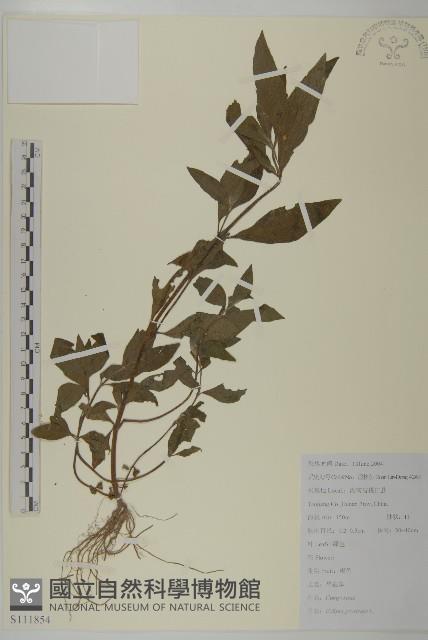 鱧腸藏品圖，第1張