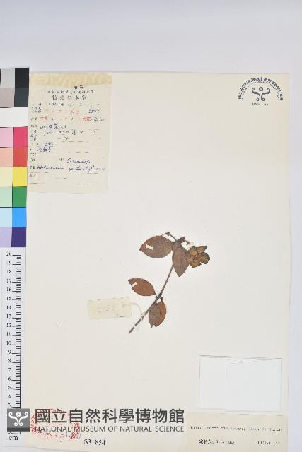 純黃杜鵑藏品圖，第1張