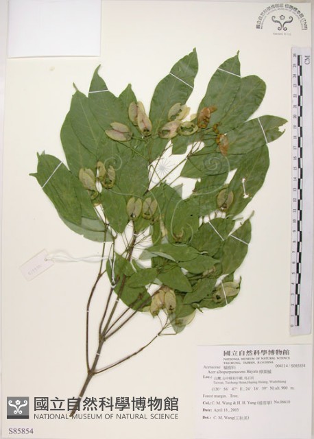樟葉槭, 飛蛾子樹藏品圖，第1張