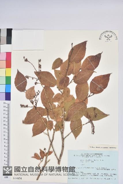 登錄號:S074854藏品圖，第1張