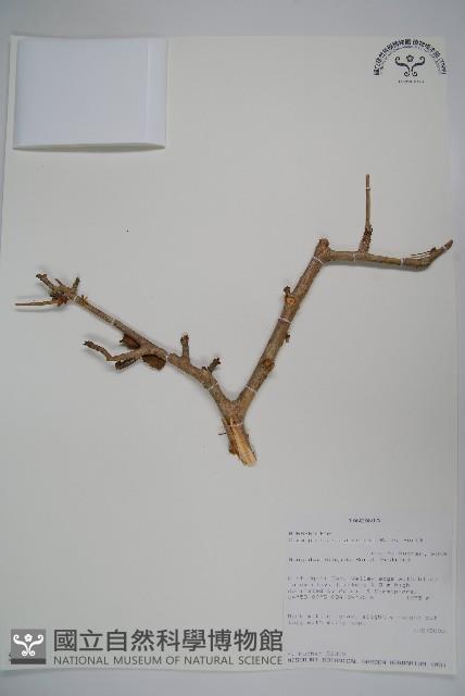 登錄號:S093854藏品圖，第1張