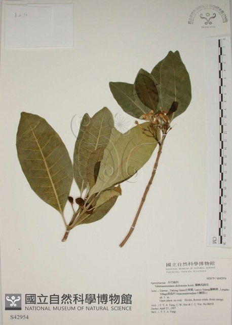 蘭嶼馬蹄花藏品圖，第1張