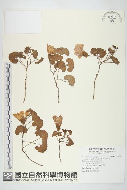 濱旋花藏品圖，第1張