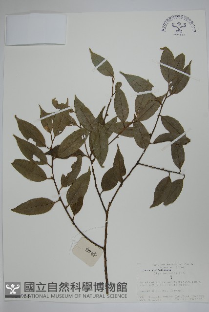 短梗冬青藏品圖，第1張