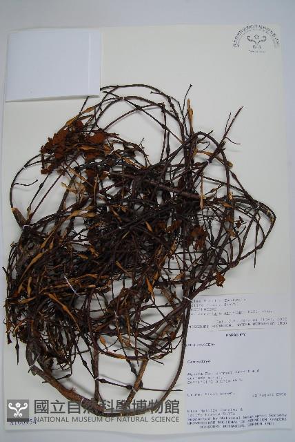 登錄號:S100954藏品圖，第1張