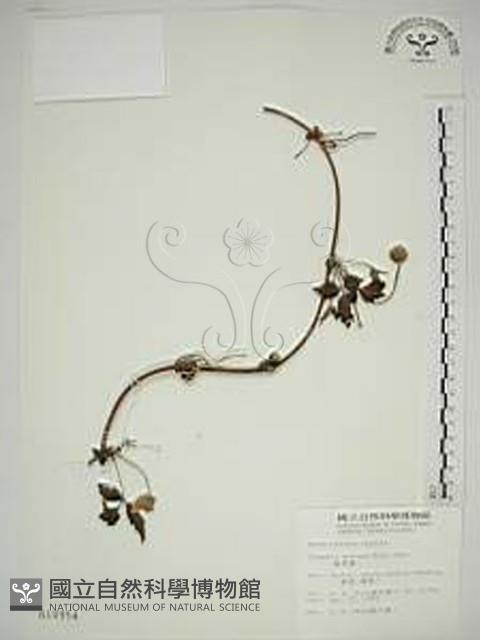 繡球藤藏品圖，第1張