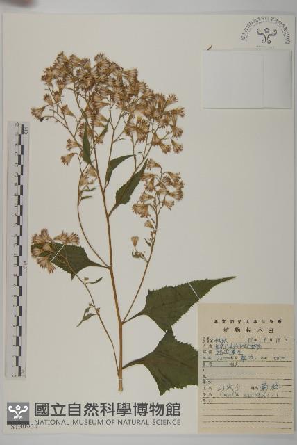 山尖子藏品圖，第1張