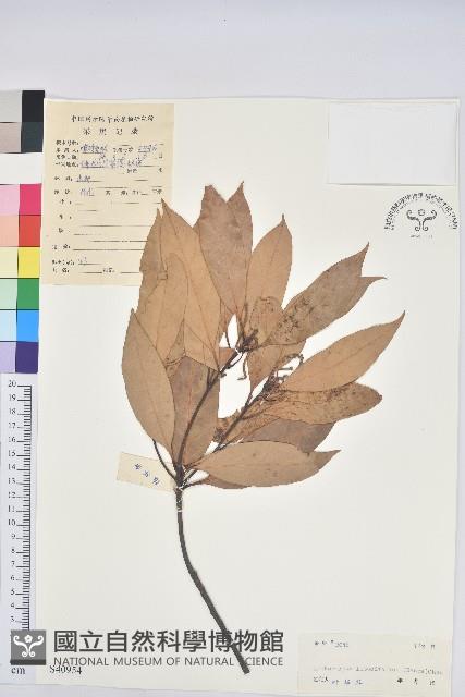 橿葉柯藏品圖，第1張