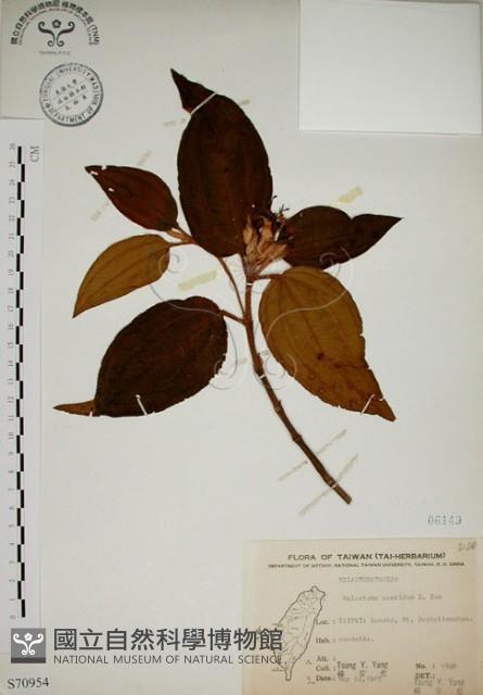 野牡丹藏品圖，第1張