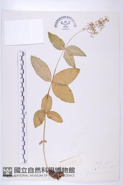 雲南紅景天藏品圖，第1張