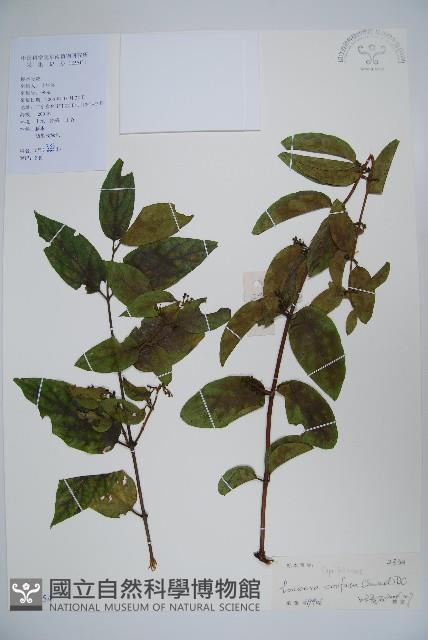 山銀花藏品圖，第1張