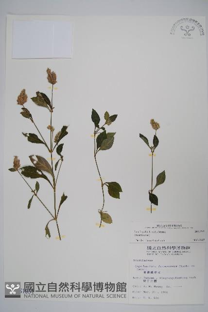 矮鱗球花藏品圖，第1張