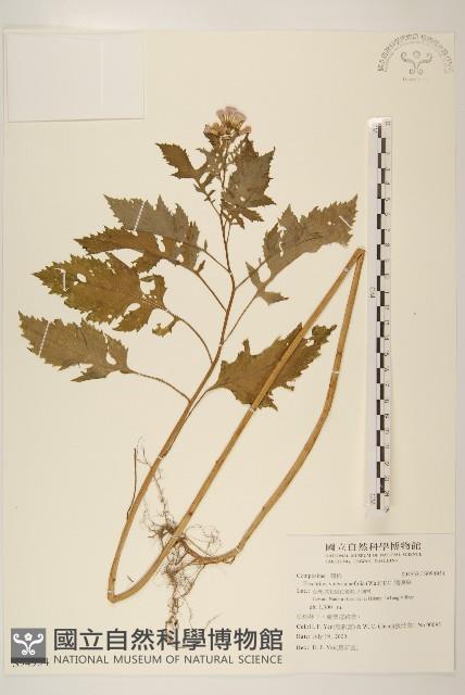 飛機草藏品圖，第1張