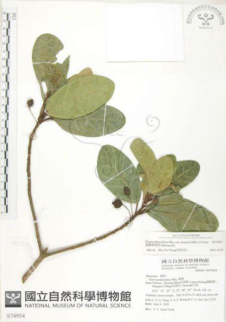 鵝鑾鼻蔓榕藏品圖，第1張