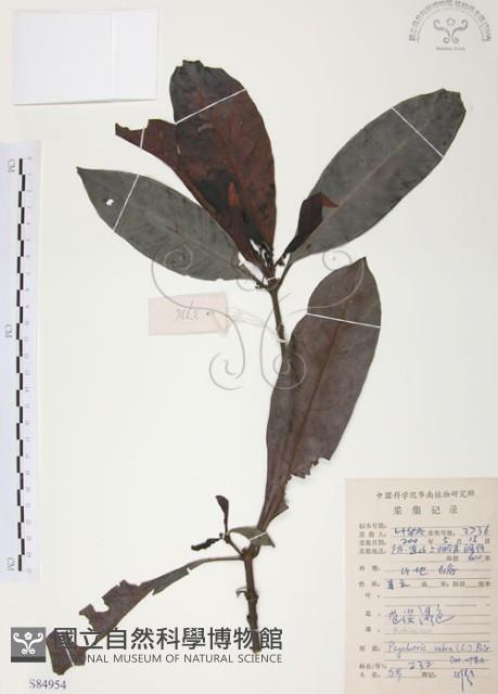 九節木、牛屎烏、青龍吐霧藏品圖，第1張