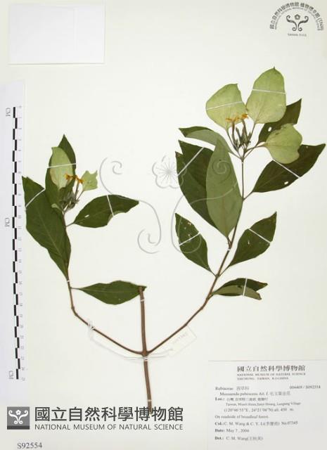毛玉葉金花藏品圖，第1張