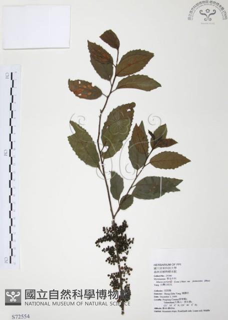 台灣山桂花藏品圖，第1張