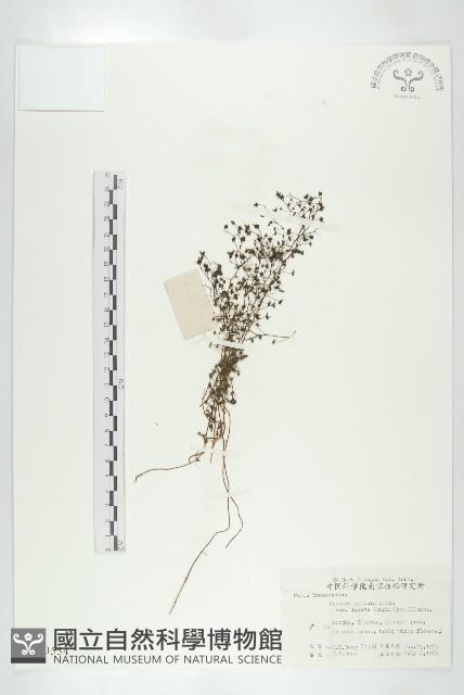 茅膏菜藏品圖，第1張