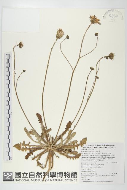 貓兒菊藏品圖，第1張