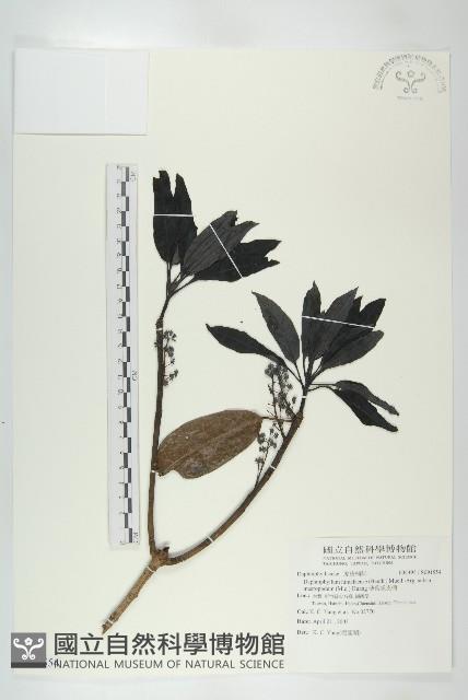 薄葉虎皮楠藏品圖，第1張