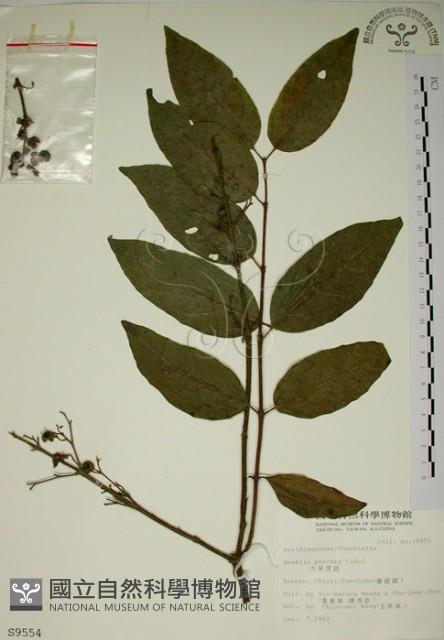 大葉溲疏藏品圖，第1張